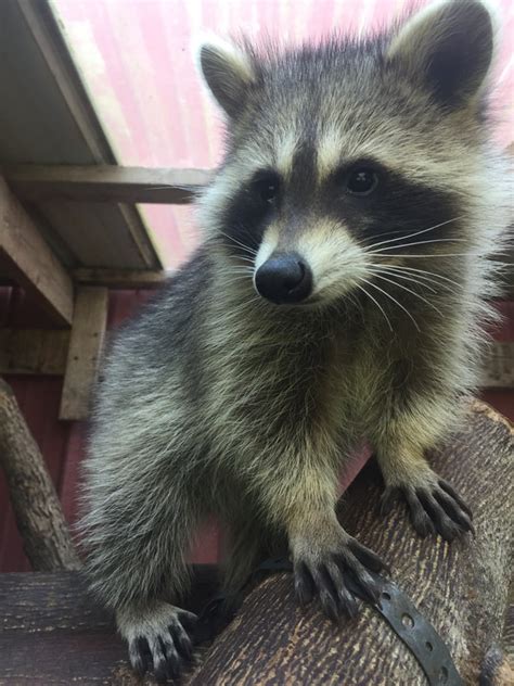 At Frazier Farms Exotics we have raccoons for sale. . Raccoon for sale texas